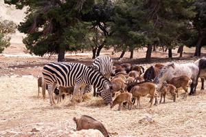 Safari Aitana