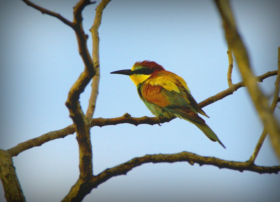 Bee-Eater