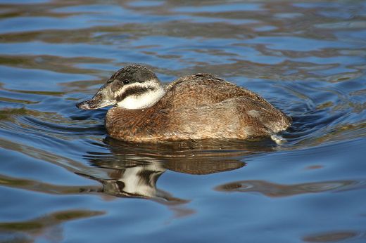 White Headed Duck