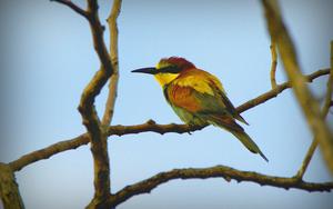 Thumbnail for Enjoy the Alicante Bird Watching Tour