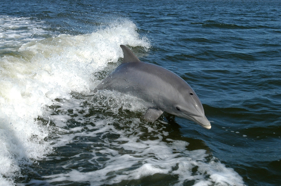 Dolphin Show