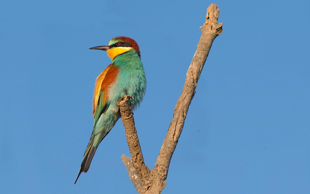 Bee-eater