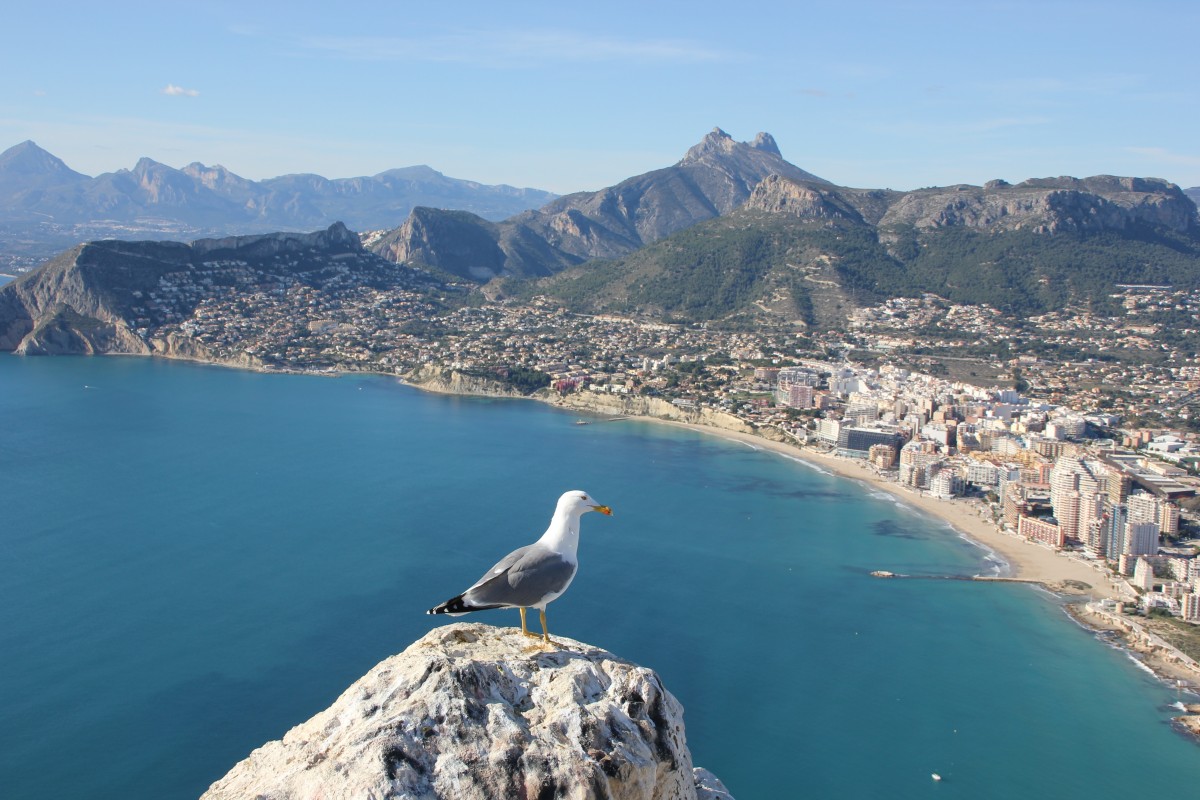Seagull