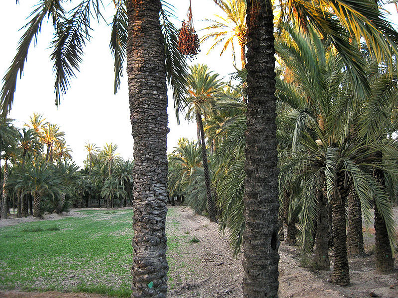 Palm Groves of Elche