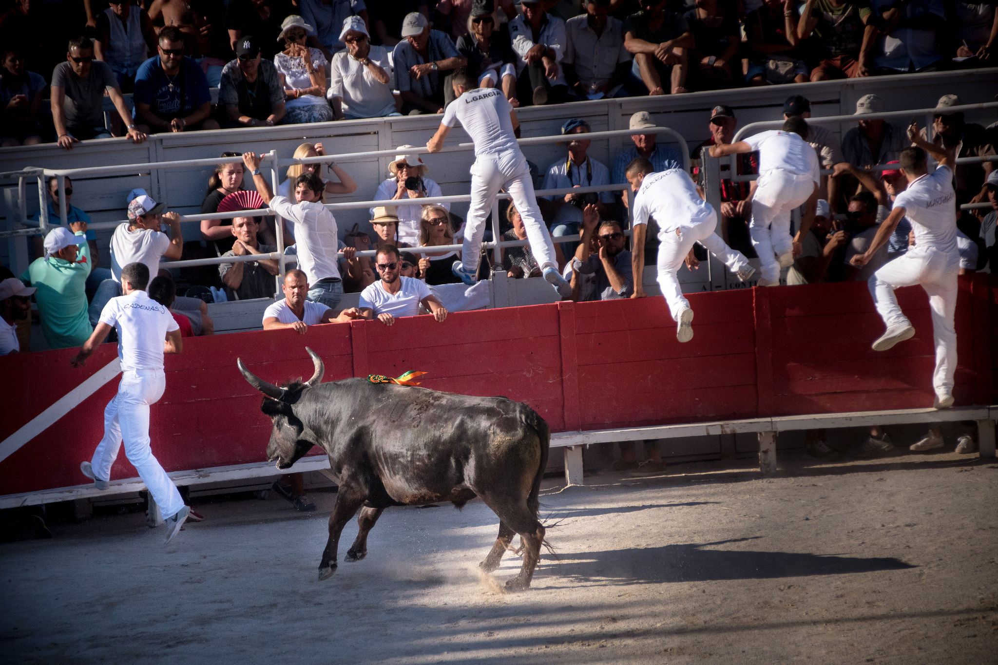 Bull Fight