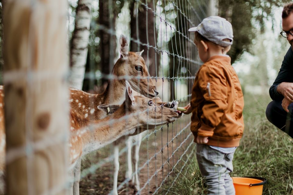 Boy feeding animal at zoo