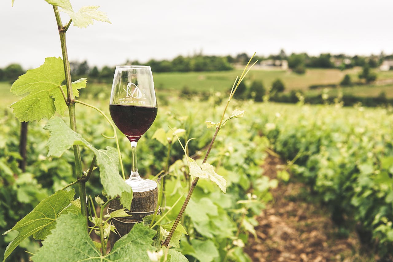 vineyard and wine glass